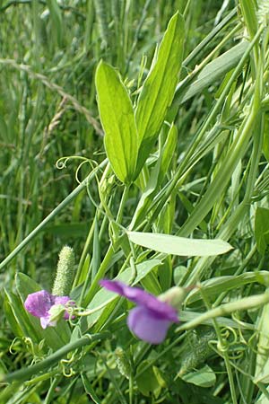 Lathyrus hirsutus \ Behaartfrchtige Platterbse / Hairy Vetchling, D Neuleiningen 15.6.2016