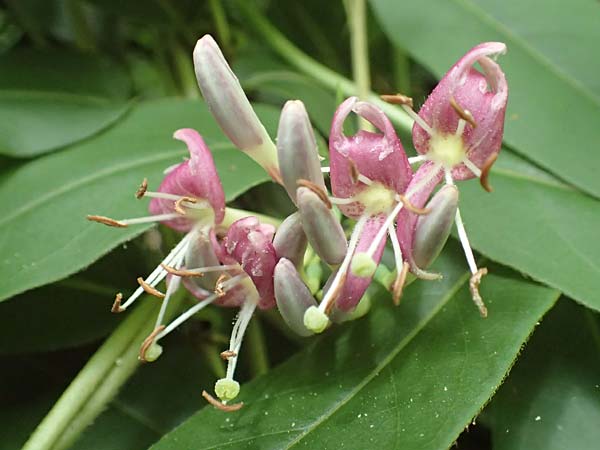 Lonicera henryi \ Immergrnes Geiblatt / Henry's Honeysuckle, D Wiesloch 2.6.2018