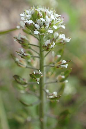 Lepidium heterophyllum \ Verschiedenblttrige Kresse / Purpleanther Field Pepperweed, Smith's Pepperwort, D Frankfurt Airport 19.5.2019