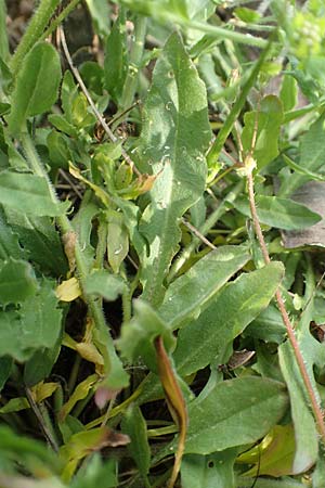 Lepidium heterophyllum \ Verschiedenblttrige Kresse / Purpleanther Field Pepperweed, Smith's Pepperwort, D Frankfurt Airport 19.5.2019