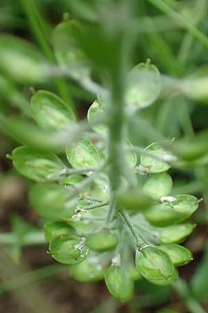 Lepidium heterophyllum \ Verschiedenblttrige Kresse / Purpleanther Field Pepperweed, Smith's Pepperwort, D Frankfurt Airport 22.5.2019