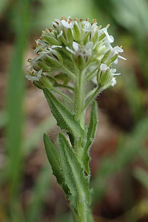 Lepidium heterophyllum \ Verschiedenblttrige Kresse / Purpleanther Field Pepperweed, Smith's Pepperwort, D Odenwald, Wünschmichelbach 12.5.2021