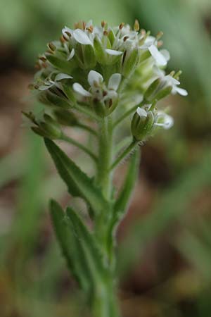 Lepidium heterophyllum / Purpleanther Field Pepperweed, Smith's Pepperwort, D Odenwald, Wünschmichelbach 12.5.2021