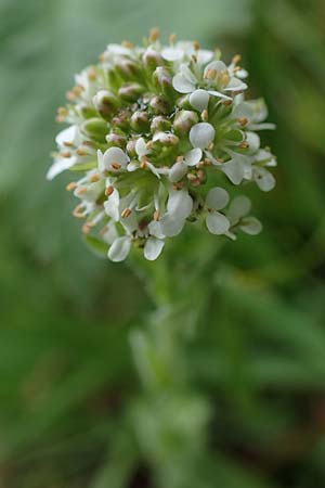 Lepidium heterophyllum / Purpleanther Field Pepperweed, Smith's Pepperwort, D Odenwald, Wünschmichelbach 12.5.2021