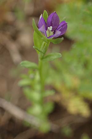 Legousia hybrida / Venus' Looking-Glass, D Neuleiningen 28.5.2021