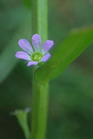 Lythrum hyssopifolia / Hyssop Loosestrife, D Schutterwald 1.10.2021