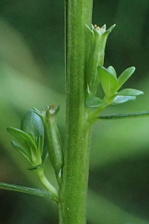 Lythrum hyssopifolia / Hyssop Loosestrife, D Schutterwald 1.10.2021
