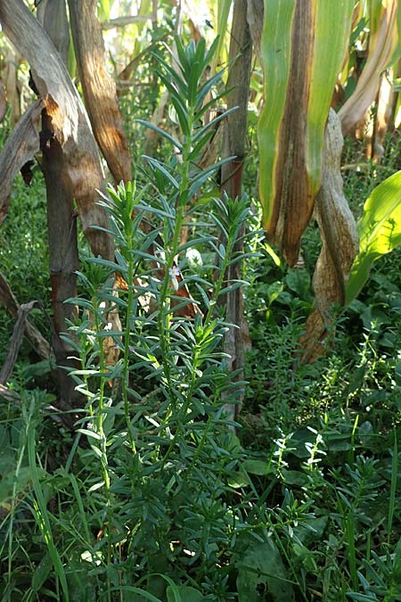 Lythrum hyssopifolia \ Ysopblttriger Weiderich, D Schutterwald 1.10.2021