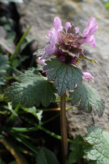 Lamium hybridum \ Eingeschnittene Taubnessel, Bastard-Taubnessel / Cut-Leaved Dead-Nettle, D Gelsenkirchen 12.3.2022