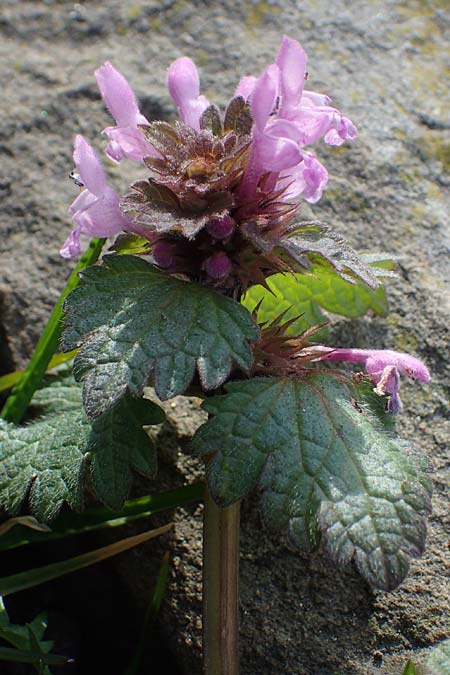 Lamium hybridum \ Eingeschnittene Taubnessel, Bastard-Taubnessel / Cut-Leaved Dead-Nettle, D Gelsenkirchen 12.3.2022