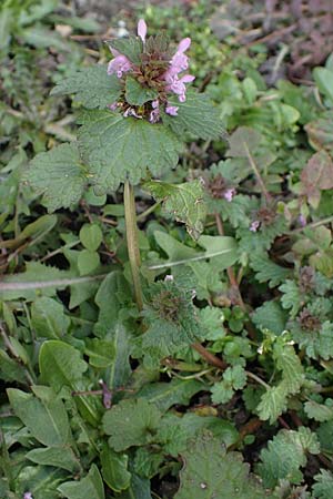 Lamium hybridum \ Eingeschnittene Taubnessel, Bastard-Taubnessel / Cut-Leaved Dead-Nettle, D Gelsenkirchen 12.3.2022