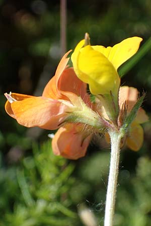 Lotus corniculatus subsp. hirsutus \ Behaarter Gewhnlicher Hornklee / Bird's-Foot Deervetch, D Thüringen, Bottendorf 13.6.2023