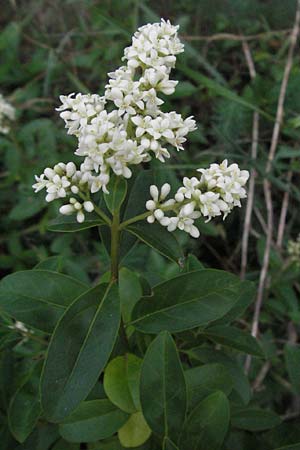 Ligustrum vulgare / Wild Privet, D Sandhausen 25.5.2007