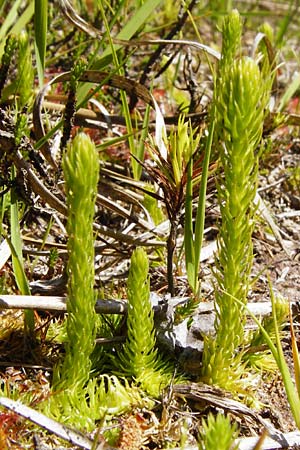 Lycopodiella inundata \ Sumpf-Brlapp / Marsh Clubmoss, D Ober-Roden 17.6.2015