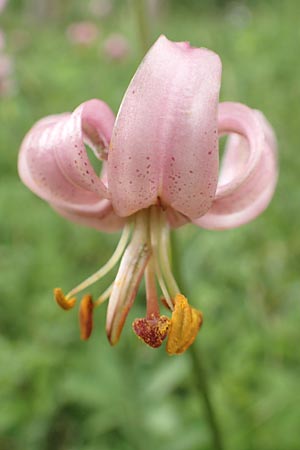 Lilium martagon \ Trkenbund-Lilie / Turkscap Lily, D Weinheim an der Bergstraße 21.6.2015