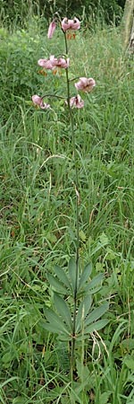 Lilium martagon / Turkscap Lily, D Weinheim an der Bergstraße 21.6.2015