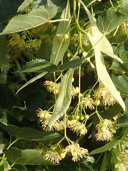 Tilia cordata / Small-Leaved Lime, D Mannheim 27.6.2016