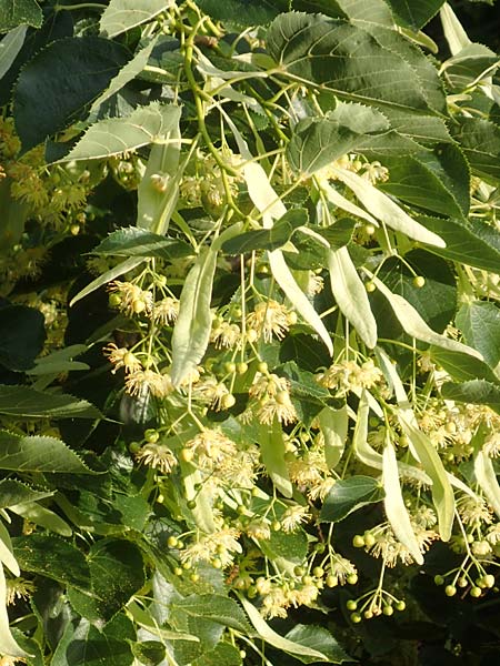 Tilia cordata \ Winter-Linde / Small-Leaved Lime, D Mannheim 27.6.2016