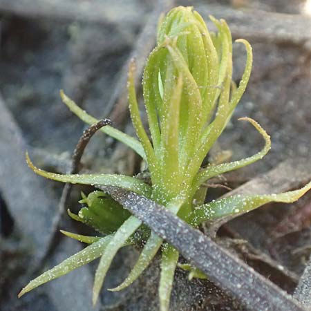 Lycopodiella inundata \ Sumpf-Brlapp / Marsh Clubmoss, D Ober-Roden 7.5.2018