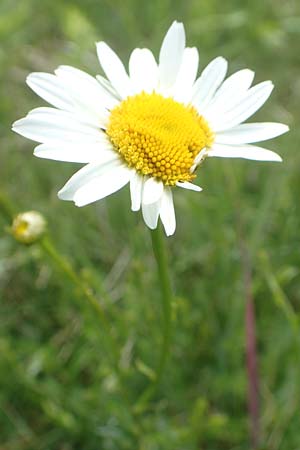 Leucanthemum vulgare \ Magerwiesen-Margerite, Frhe Wucherblume / Early Ox-Eye Daisy, D Hassloch 25.5.2018