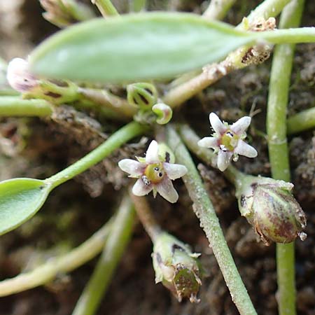 Limosella aquatica / Water Mudwort, D Köln-Langel 6.10.2018