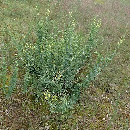 Linaria dalmatica \ Dalmatinisches Leinkraut / Dalmatian Toadflax, D Seeheim an der Bergstraße 12.6.2019