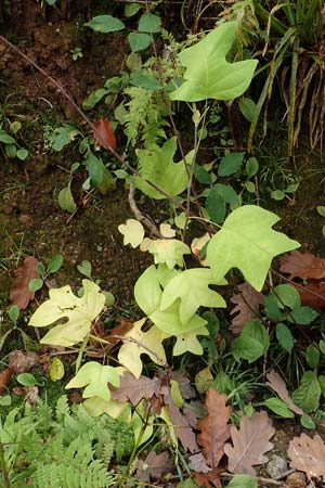 Liriodendron tulipifera \ Tulpenbaum / American Tulip Tree, D Odenwald, Ursenbach 3.10.2019