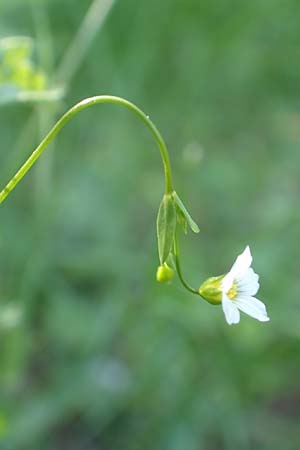 Linum catharticum \ Purgier-Lein, D Ketsch 21.5.2020