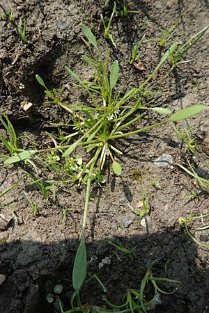 Limosella aquatica / Water Mudwort, D Eifel Rur-Lake 11.9.2020