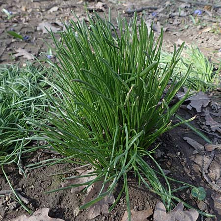 Ornithogalum angustifolium \ Schmalblttriger Milchstern / Narrow-Leaved Star of Bethlehem, D Ludwigshafen 8.3.2021