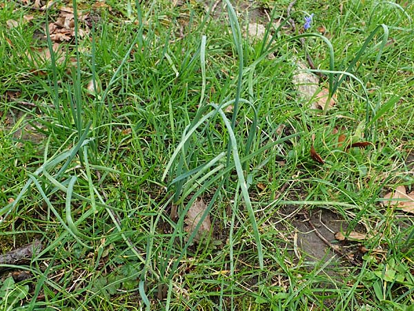 Allium oleraceum \ Ross-Lauch / Field Garlic, D Ludwigshafen 18.3.2021