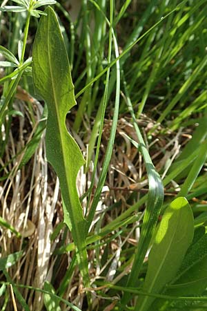Taraxacum hollandicum / Dutch Marsh Dandelion, D Hegne 25.4.2018