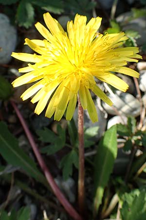 Taraxacum hollandicum \ Hollndischer Sumpf-Lwenzahn / Dutch Marsh Dandelion, D Hegne 25.4.2018