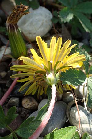 Taraxacum hollandicum \ Hollndischer Sumpf-Lwenzahn / Dutch Marsh Dandelion, D Hegne 25.4.2018