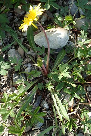 Taraxacum hollandicum \ Hollndischer Sumpf-Lwenzahn / Dutch Marsh Dandelion, D Hegne 25.4.2018