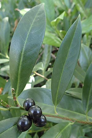 Prunus laurocerasus \ Kirsch-Lorbeer, Lorbeerkirsche, D Ludwigshafen 29.8.2018