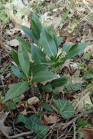 Prunus laurocerasus \ Kirsch-Lorbeer, Lorbeerkirsche, D Mannheim 9.4.2020