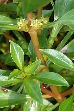 Ludwigia x kentiana \ Hybrid-Heusenkraut, D Karlsruhe Fritschlach 23.7.2022