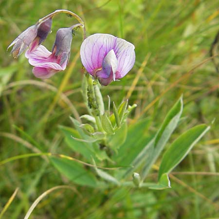 Lathyrus linifolius \ Berg-Platterbse / Bitter Vetchling, D Taunus, Großer Feldberg 11.7.2009