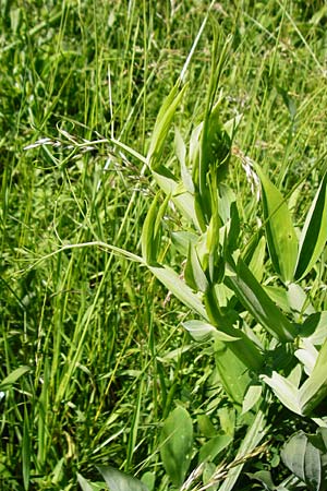 Lathyrus latifolius / Broad-Leaved Everlasting Pea, D Tübingen 3.6.2015