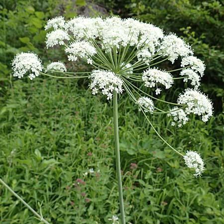 Laserpitium latifolium \ Breitblttriges Laserkraut / Broad-Leaved Sermountain, D Spaichingen 26.6.2018