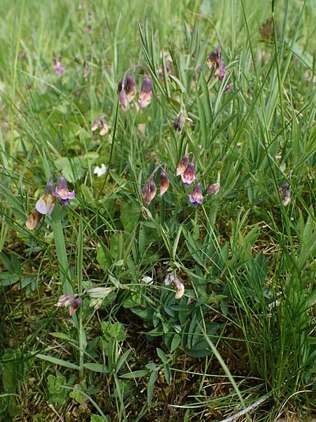 Lathyrus linifolius \ Berg-Platterbse / Bitter Vetchling, D Odenwald, Wünschmichelbach 8.5.2021