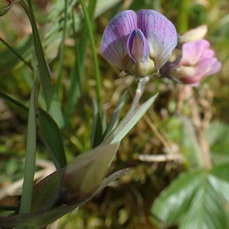 Lathyrus linifolius \ Berg-Platterbse / Bitter Vetchling, D Odenwald, Wünschmichelbach 8.5.2021