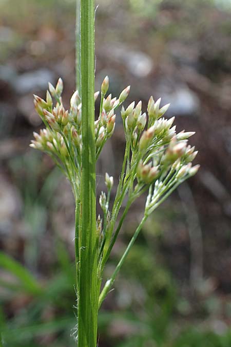 Luzula luzuloides \ Weiliche Hainsimse / White Wood-Rush, D Zwingenberg an der Bergstraße 15.4.2022