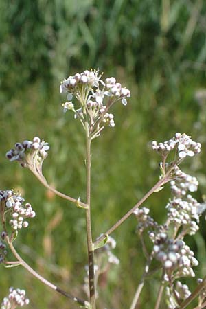 Lepidium latifolium \ Breitblttrige Kresse / Dittander, D Sachsen-Anhalt, Salziger See 7.6.2022