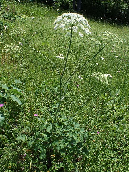 Laserpitium latifolium \ Breitblttriges Laserkraut, D Thüringen, Kölleda 15.6.2023