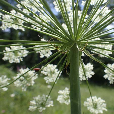 Laserpitium latifolium / Broad-Leaved Sermountain, D Thüringen, Kölleda 15.6.2023