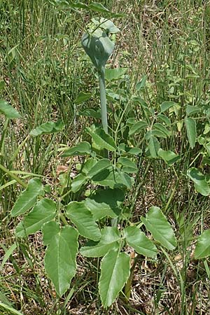Laserpitium latifolium \ Breitblttriges Laserkraut, D Thüringen, Kölleda 15.6.2023