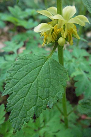 Lamium montanum \ Berg-Goldnessel, D Staufen 28.4.2007