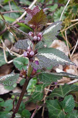 Lamium maculatum \ Gefleckte Taubnessel / Spotted Dead-Nettle, D Hockenheim 27.3.2015